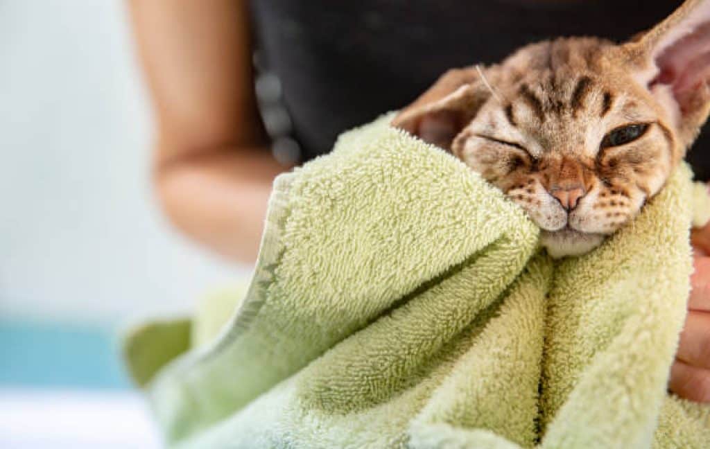 A cat scratching its ear, nestled in a soft towel