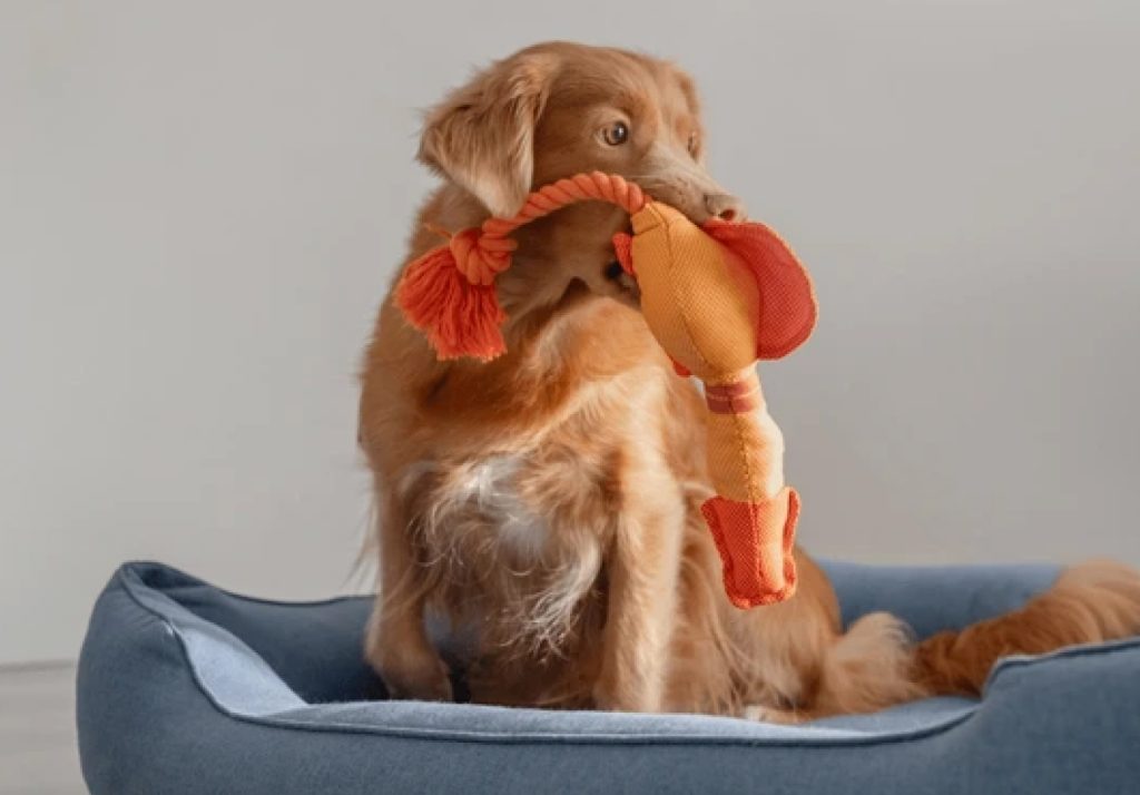 A dog and his stuffed toys