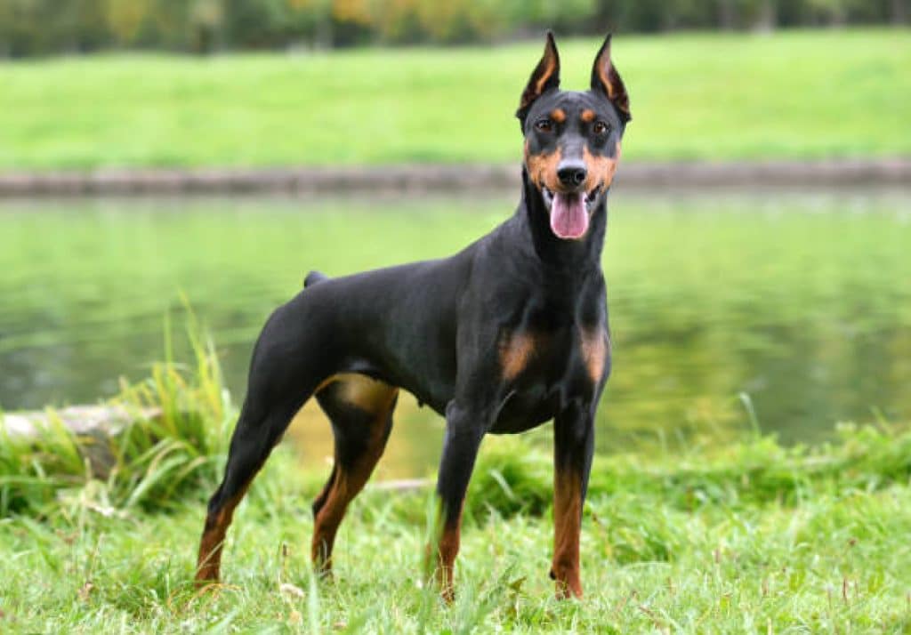 A doberman Pinscher guarding