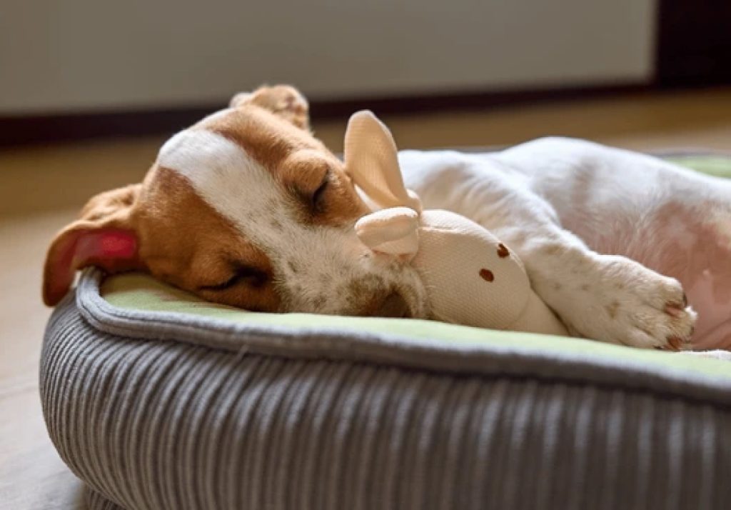 a dog sleeping cozily