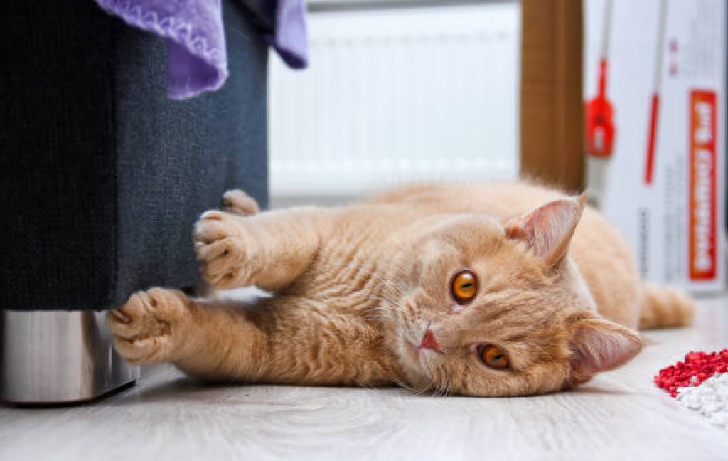 A cat displaying symptoms of chocolate poisoning