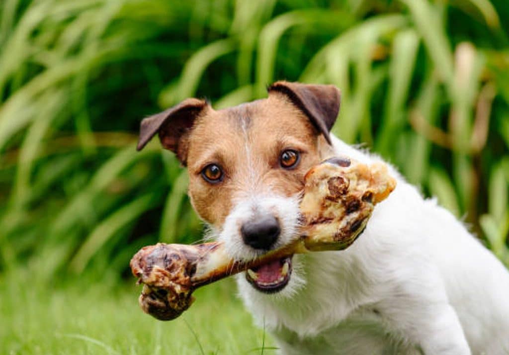 Causes of Periodontal Disease in Dogs