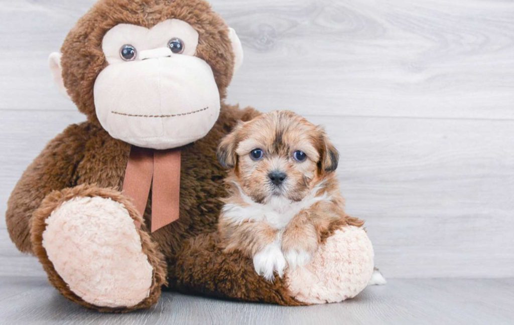 A dog joyfully plays with a hypoallergenic toy, owner smiling nearby