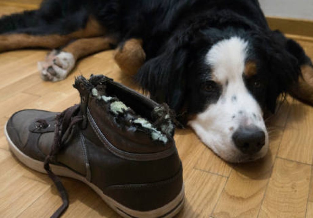 Dog exhibiting bad behaviours like chewing slippers