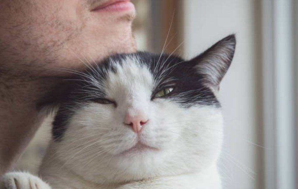 a cat comfortable with its owner