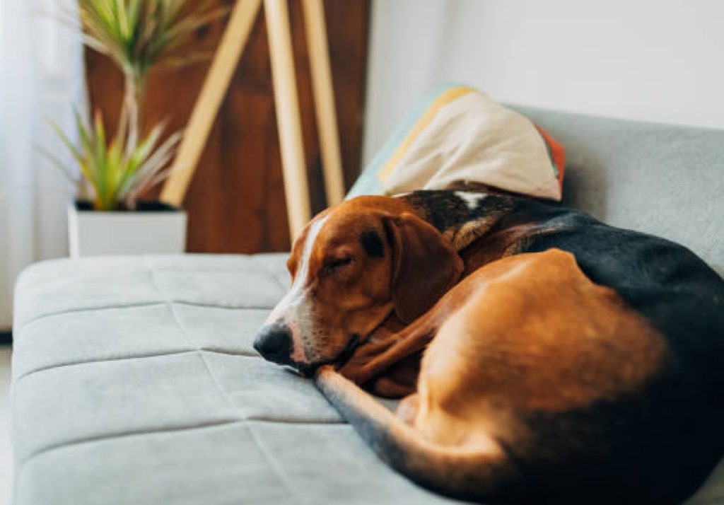 A dog sleeping comfortably