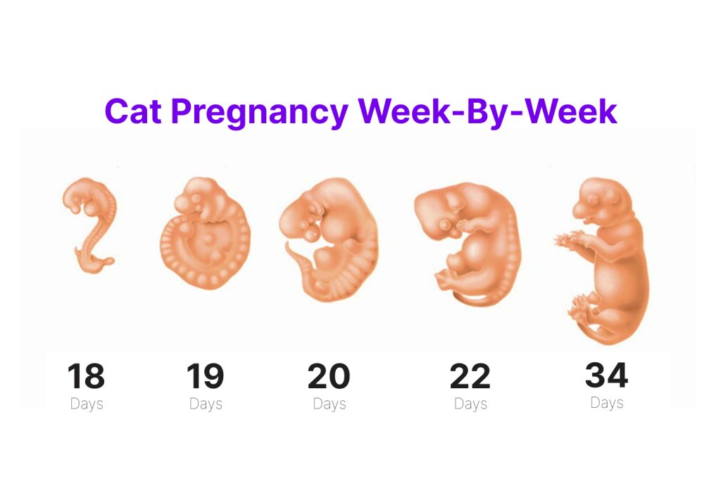 stages of fetal development