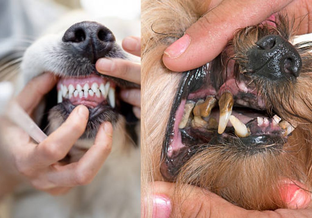 healthy teeth vs decay teeth in dogs