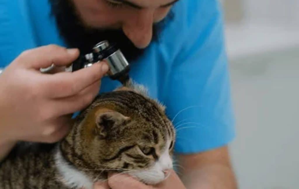 A vet examining cat