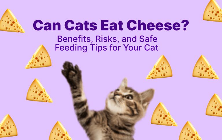 Can Cats Eat Cheese_