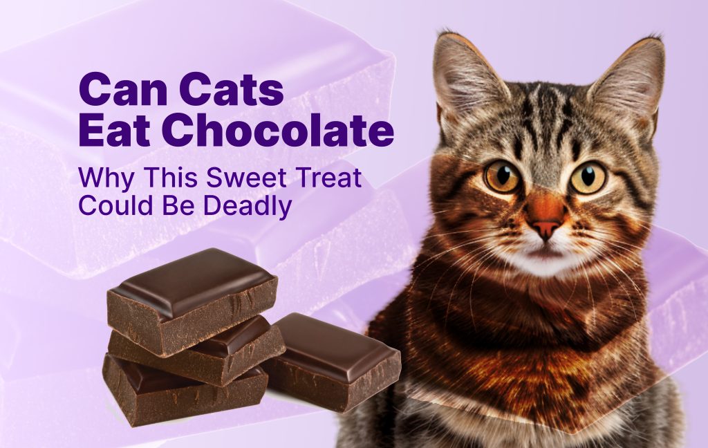 can cats eat chocolate
