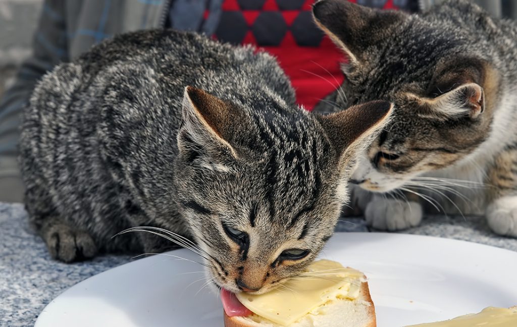 Do Cats Actually Like Cheese?