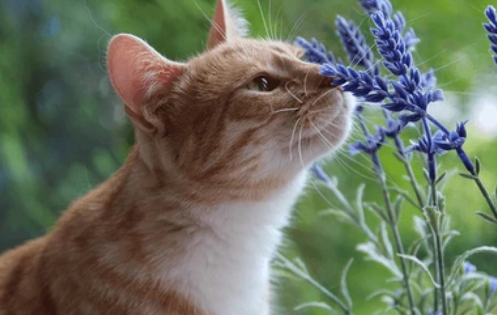 Cat sniffing catnip