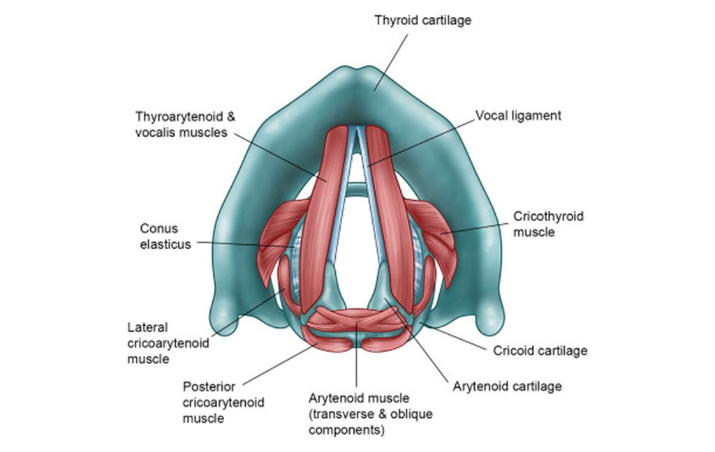 diagram of a cat's throat