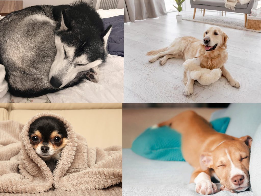 different dog breeds sleeping