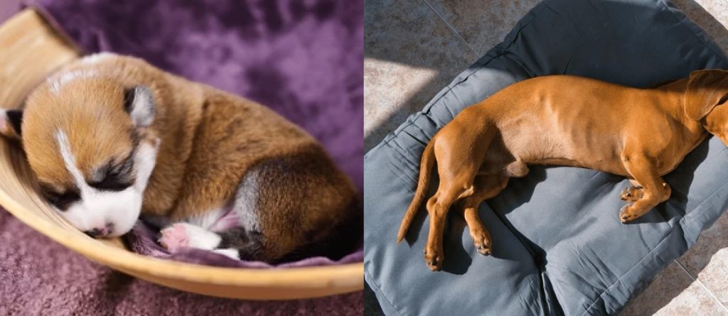 Quality sleep in dogs