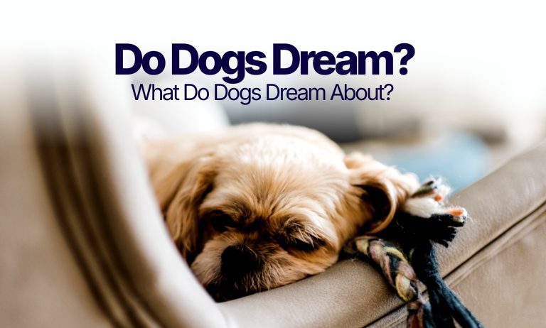 Do-dogs-dream