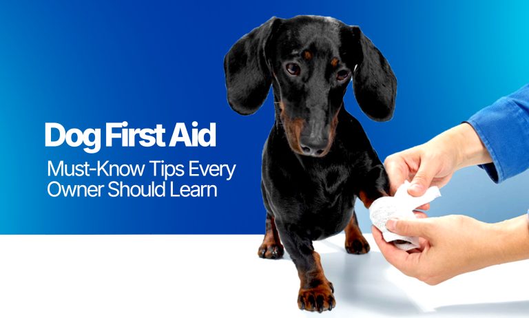 Dog-First-Aid-Must-Know-Tips-Every-Owner-Should-Learn