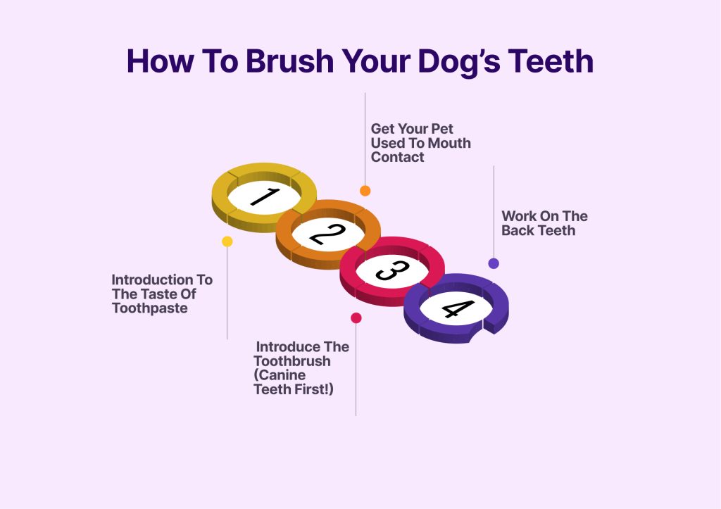 tips on how to brush your dog's teeth