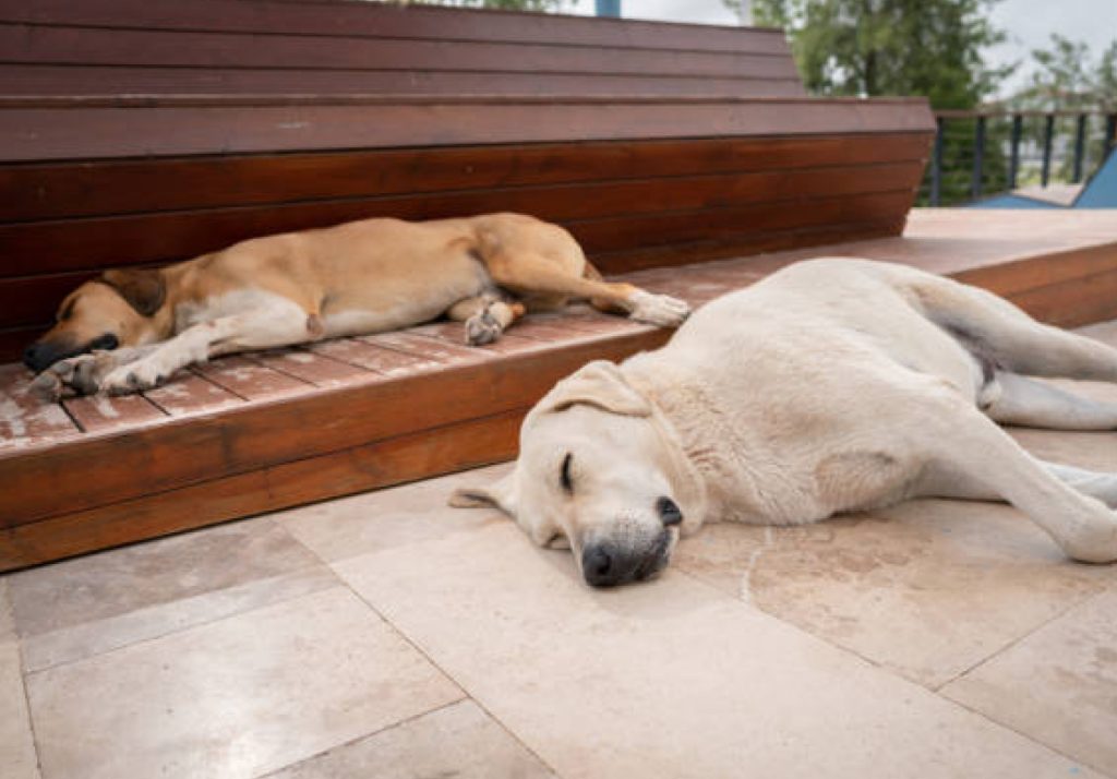 side sleeper position in dogs