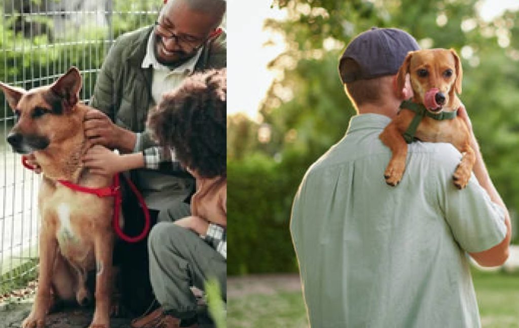 local shelter vs rescue