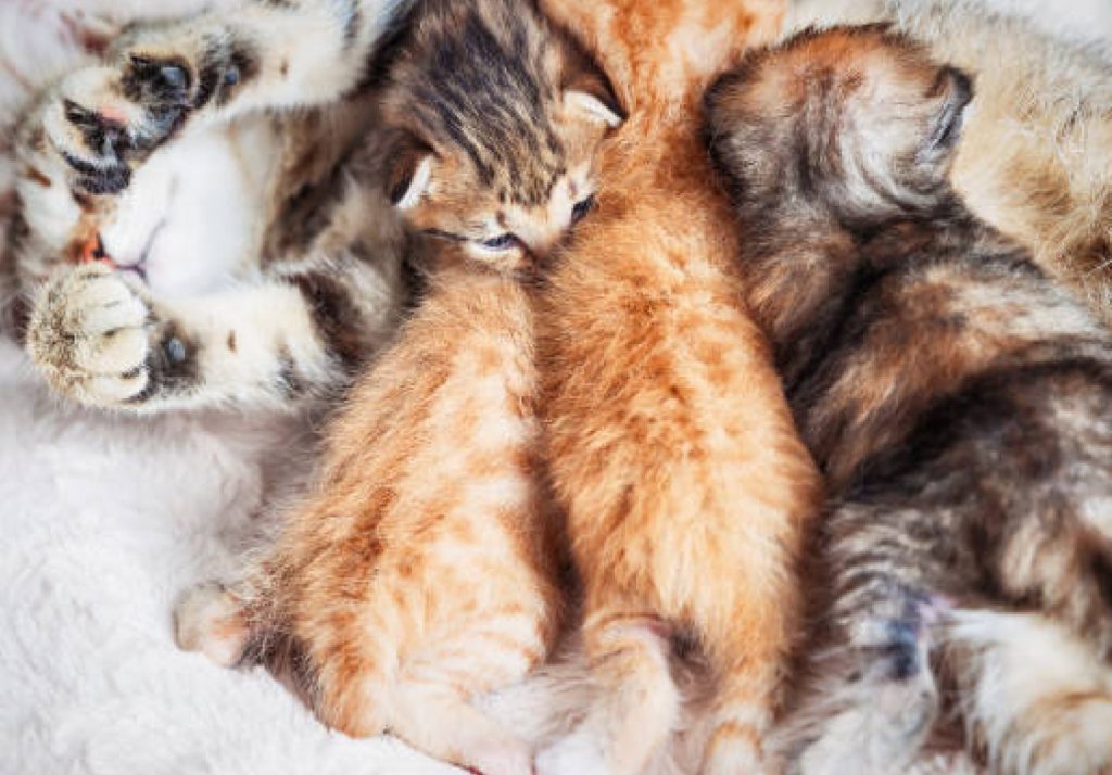 newborn kittens nursing