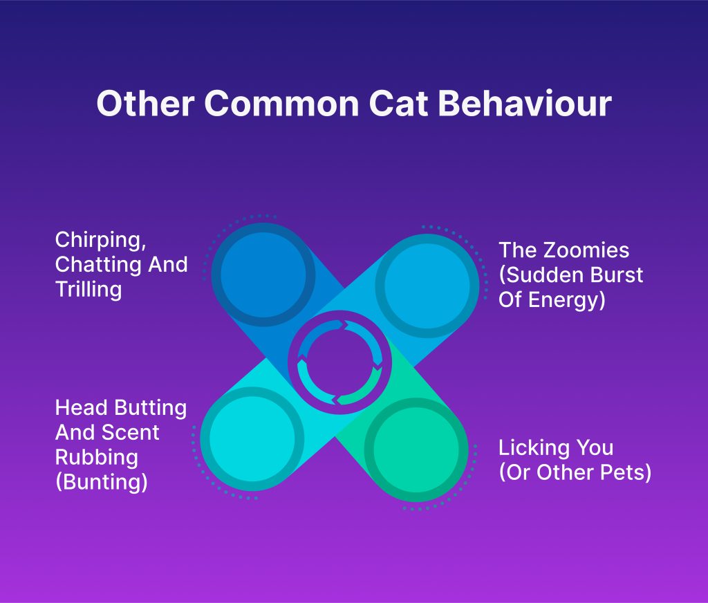 common cat behaviour