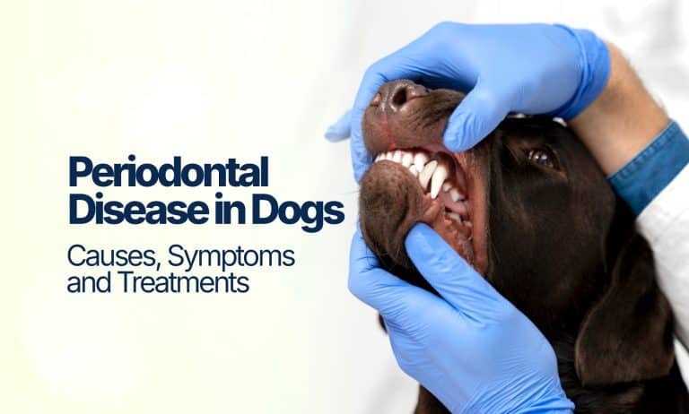 Periodontal-Disease-in-Dogs