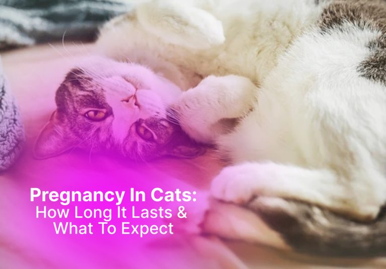Pregnancy in Cats