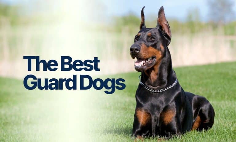 The-Best-Guard-Dogs