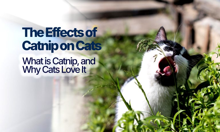 The-Effects-of-Catnip-on-Cats
