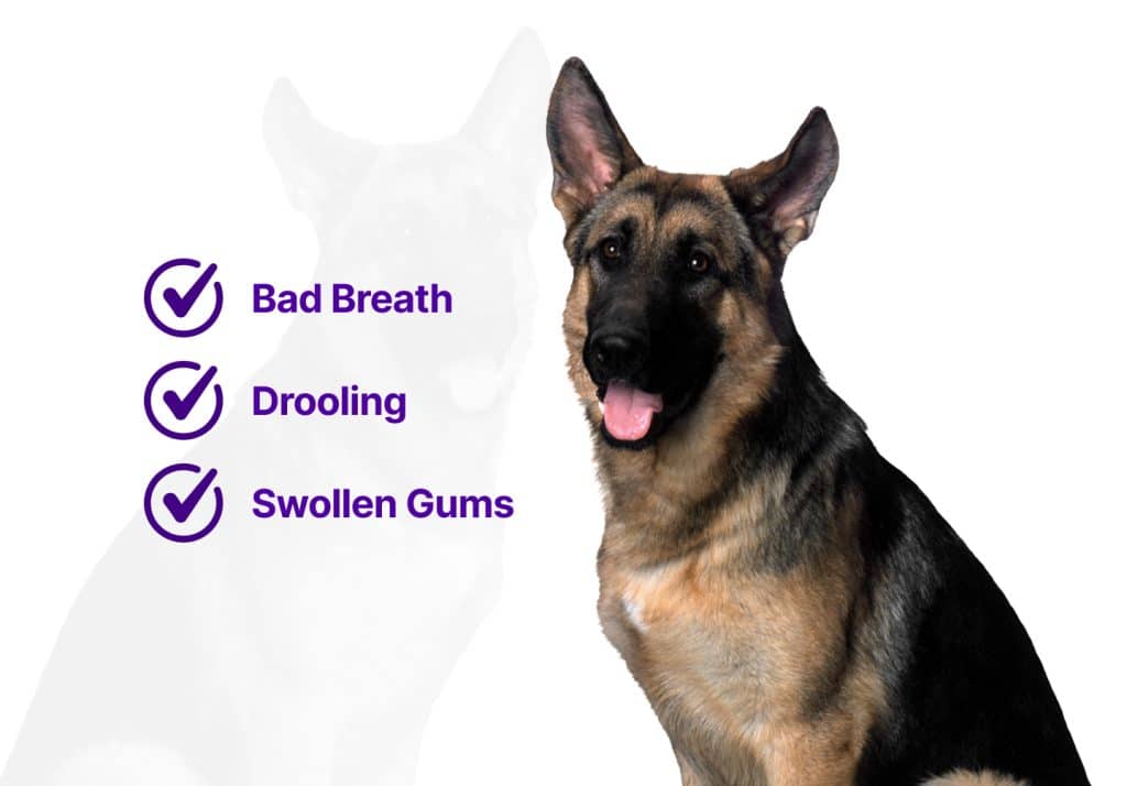 syptoms of peridontal diseases in dogs