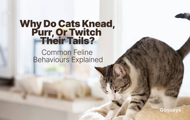 Why Do Cats Knead, Purr, or Twitch Their Tails_