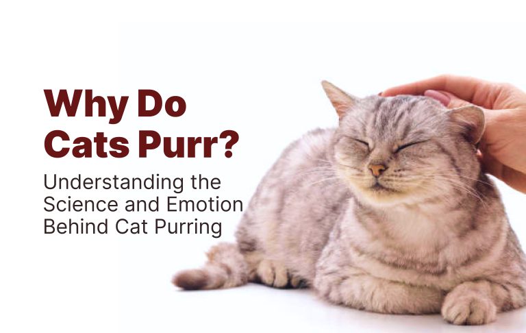 Why Do Cats Purr_
