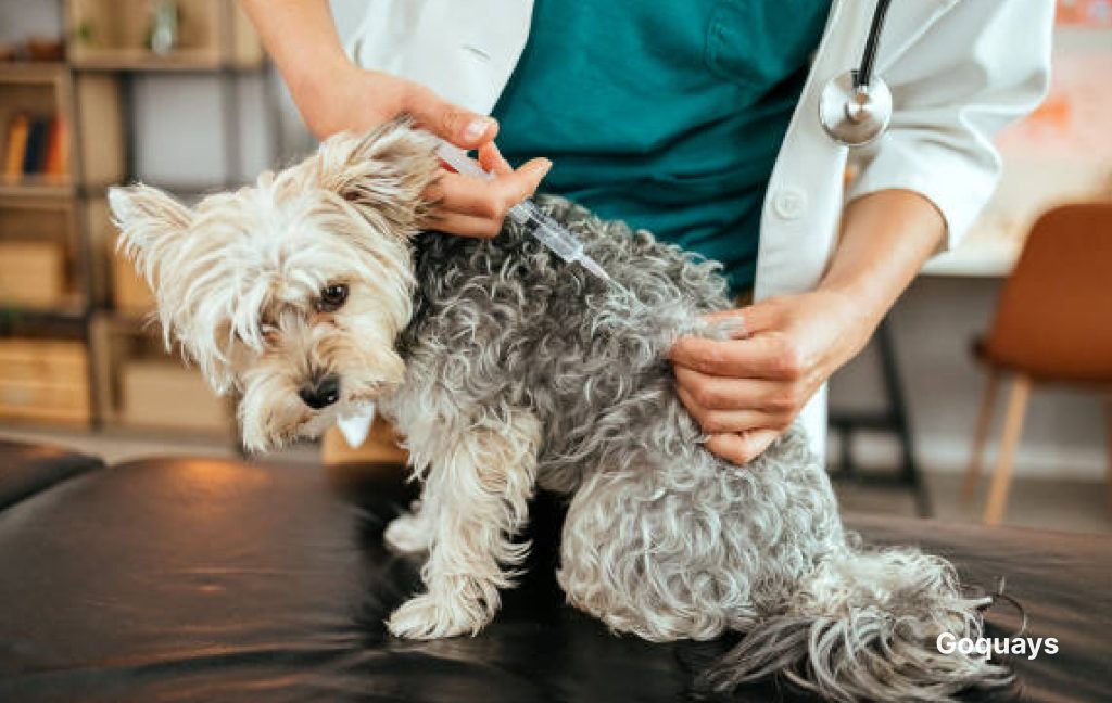 A dog getting vaccinated
