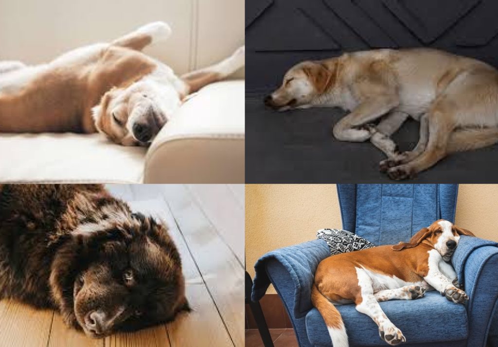 Unique sleeping positions in dogs