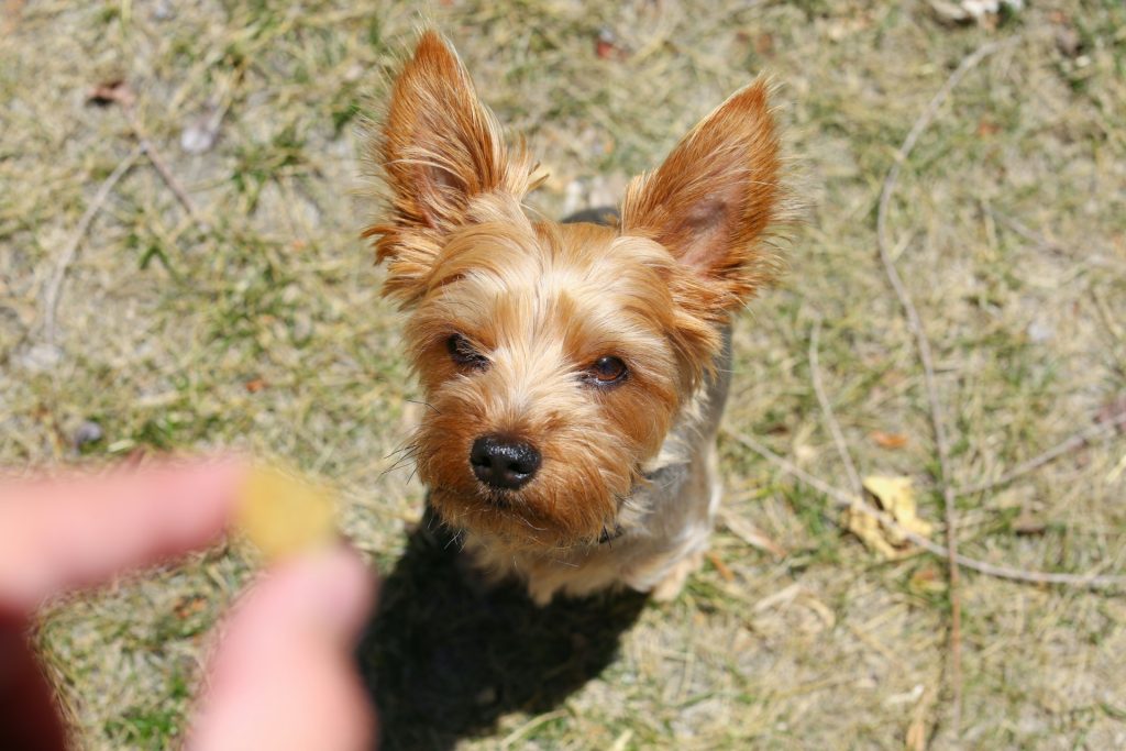 Dog training tips and tricks