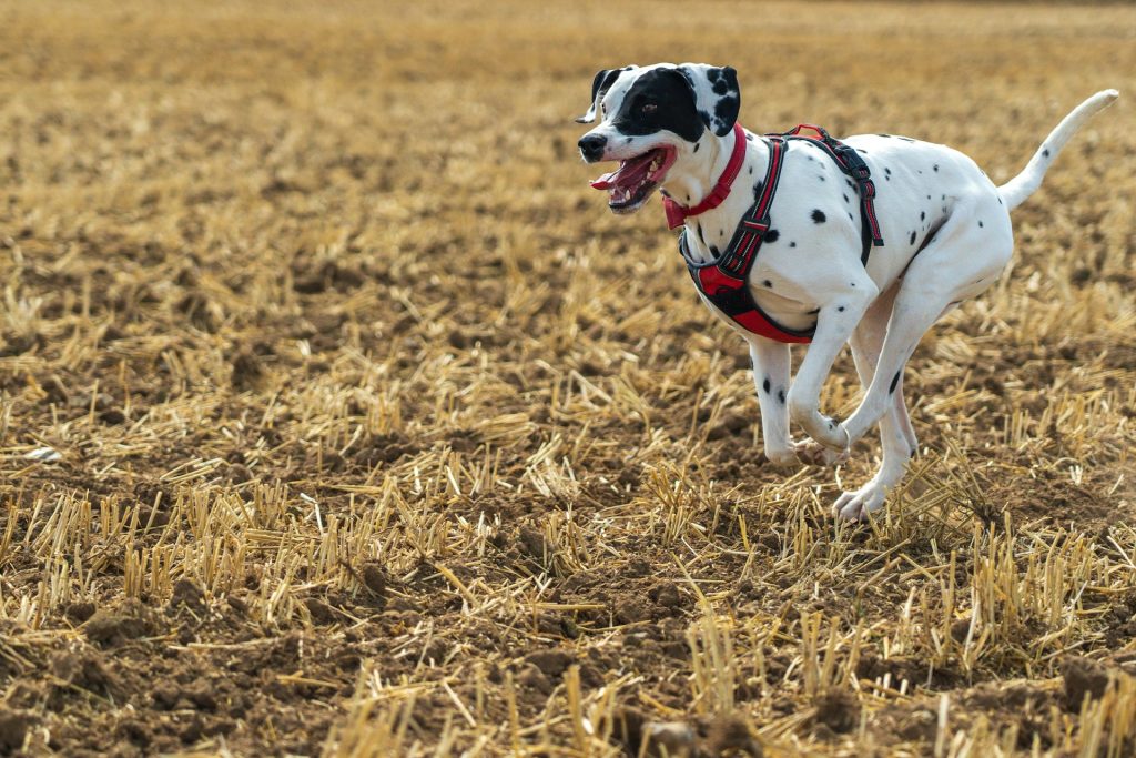 Dog training tips and tricks