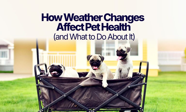 How-Weather-Changes-Affect-Pet-Health