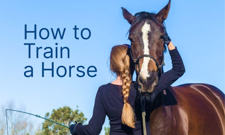 How to Train a Horse