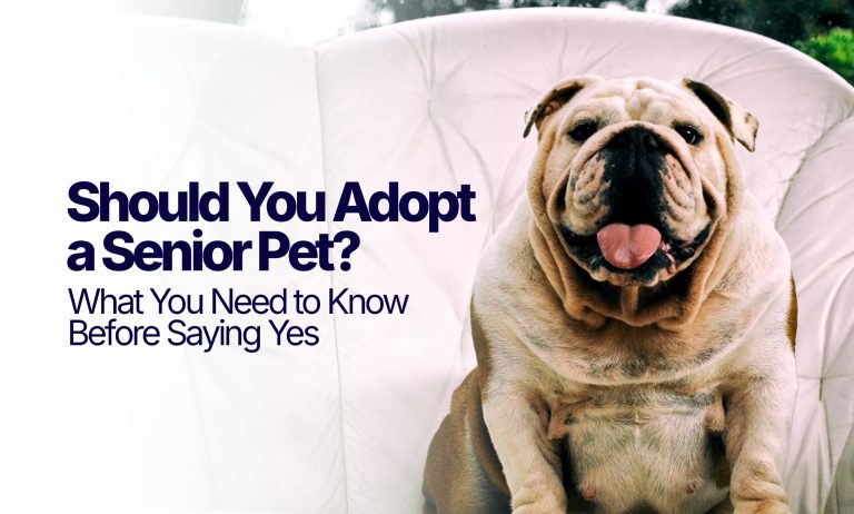 Should-You-Adopt
