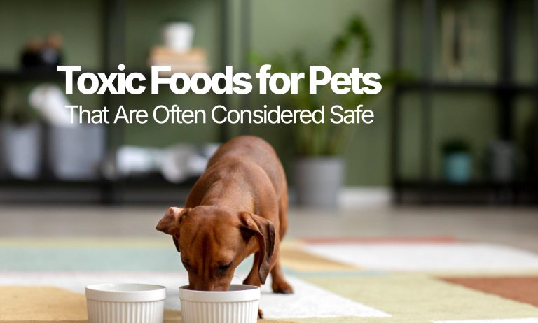 Toxic-Foods-for-Pets-That-Are-Often-Considered-Safe