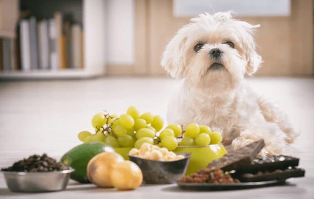 harmful foods for pet