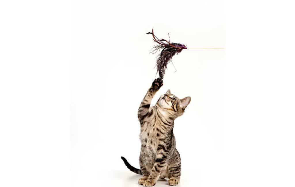 A kitten playing with feather wand