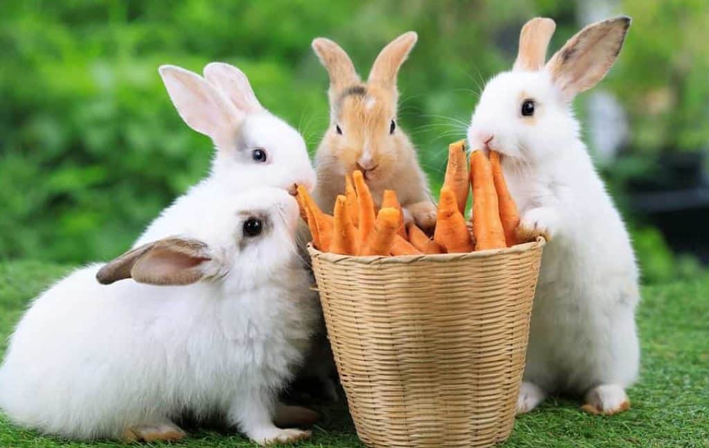 Rabbits nibbling fresh green vegetables