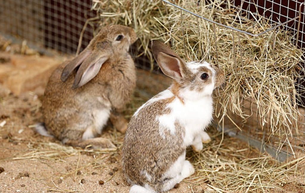Two rabbits eating hay