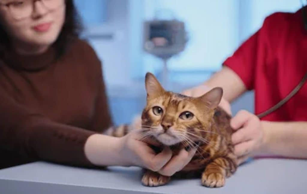 Checking a cat health at the vet