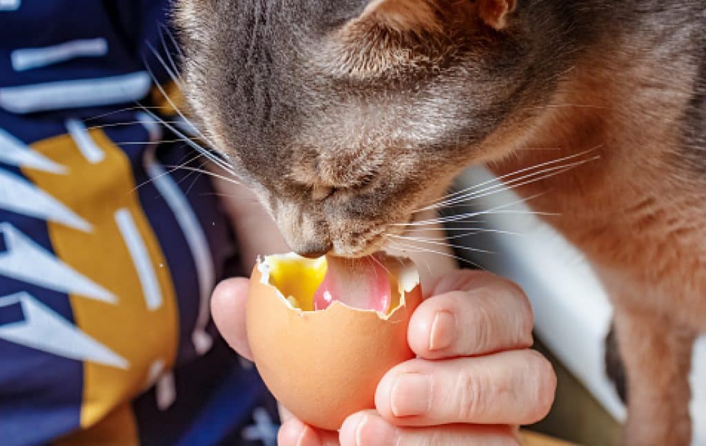 A woman feeding a cat egg yolk