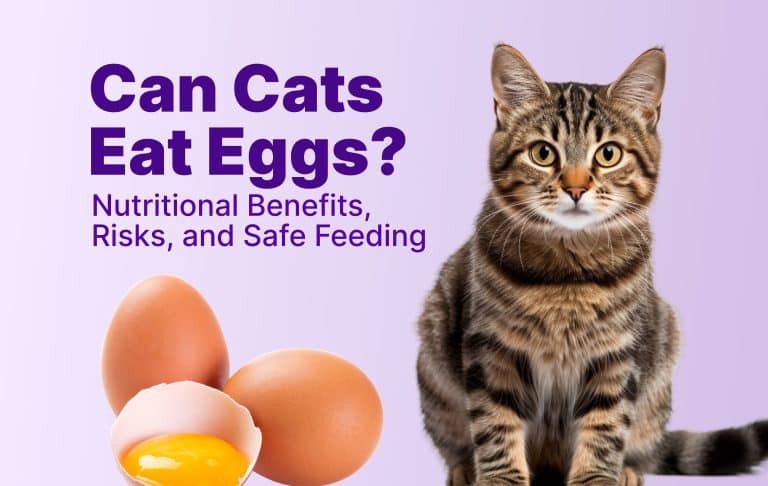 Can cats eat eggs?