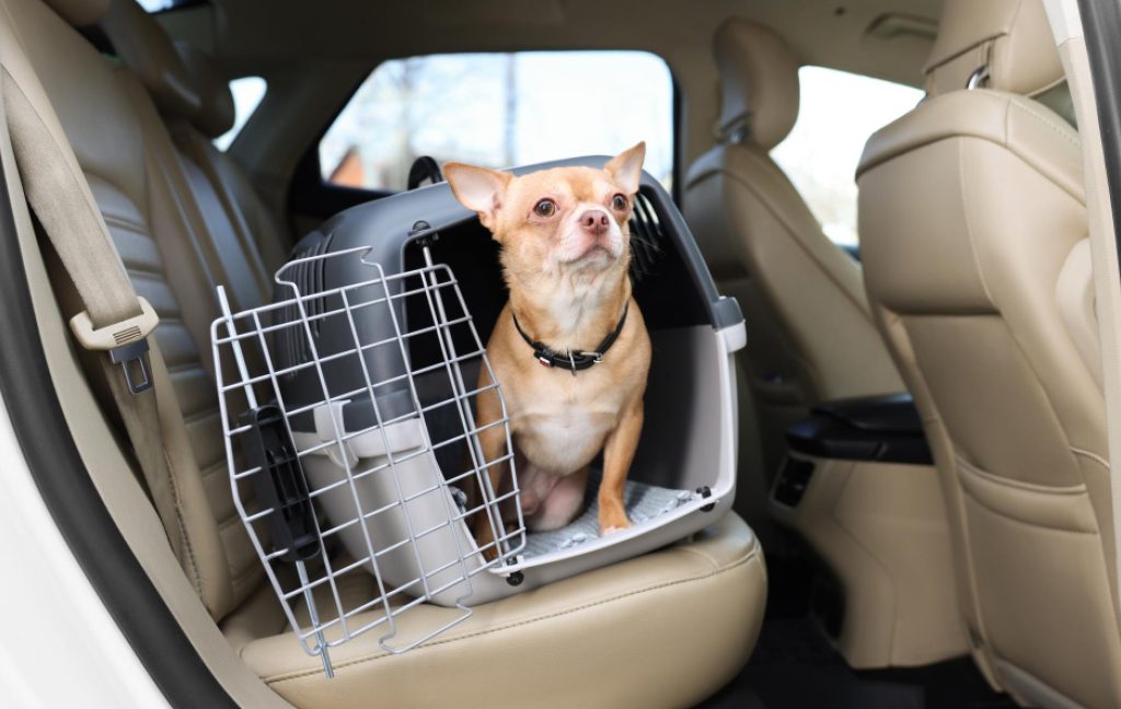 Training your pet with a carrier